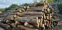 DrewKom Drewno kominkowe Jesion kłoda dl. 2,5m S4 S2a transport HDS
