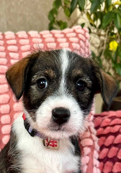 Wenus - mała psia dziewczynka do adopcji!