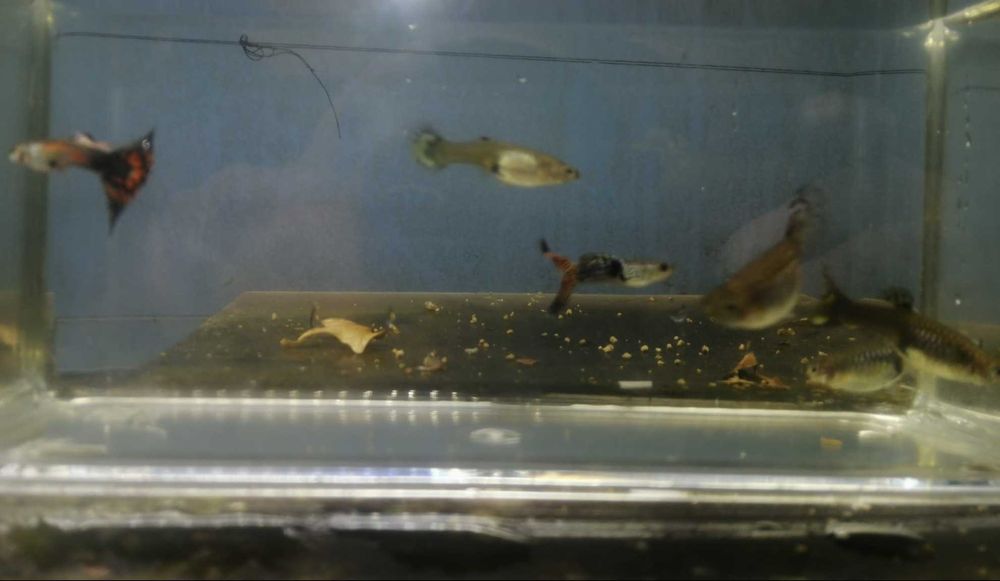 Guppy  2 Machos e 4 Fêmeas  5€