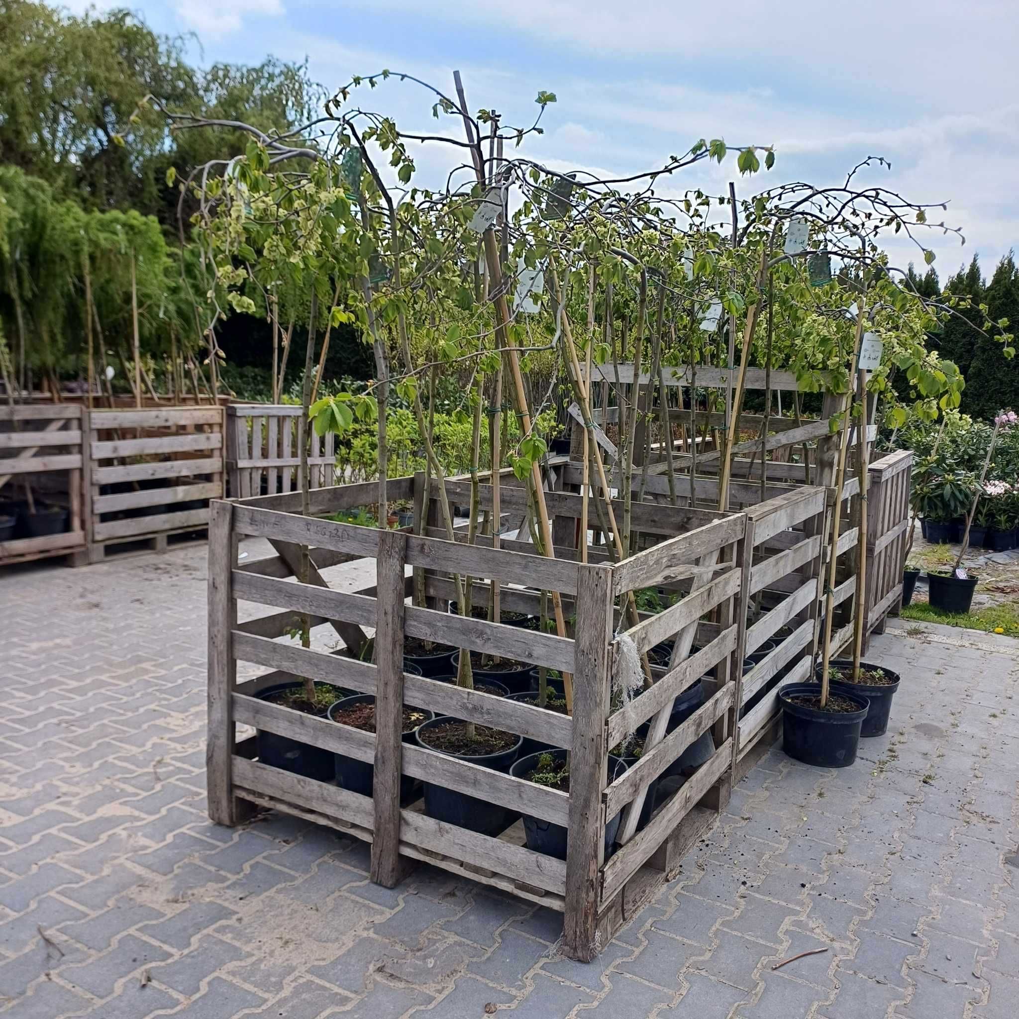 Wiąz górski 'Camperdownii' - Ulmus glabra 'Camperdownii'