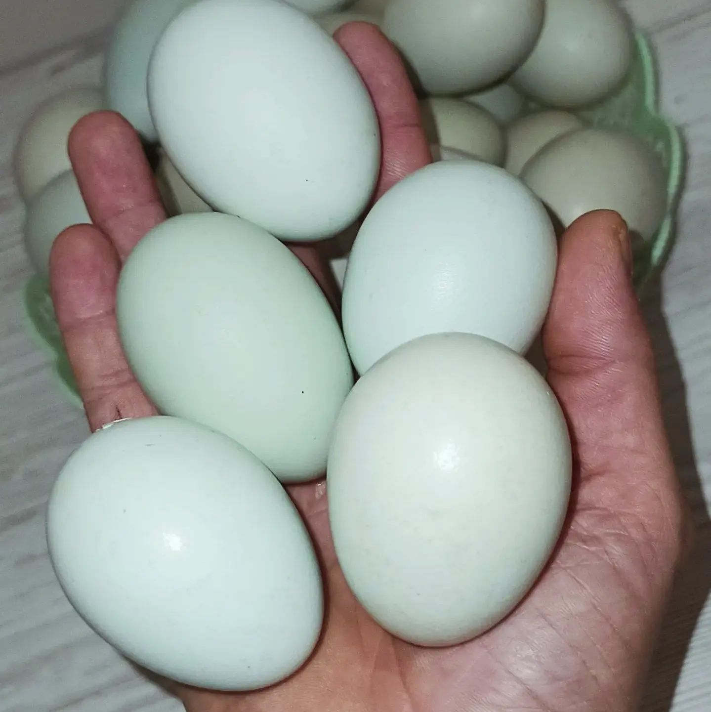 Інкубаційні яйця породи Амераукана