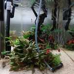 Femeas Guppy Amarelas