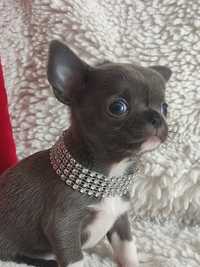 Chihuahua niebieski najsłodszy chłopiec  pełny 4 pok. Rodowód4