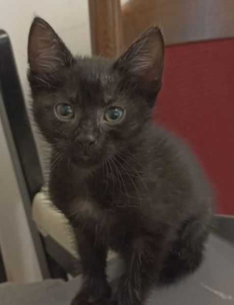 Słodkie kociaki jak Jagódki szukają domków