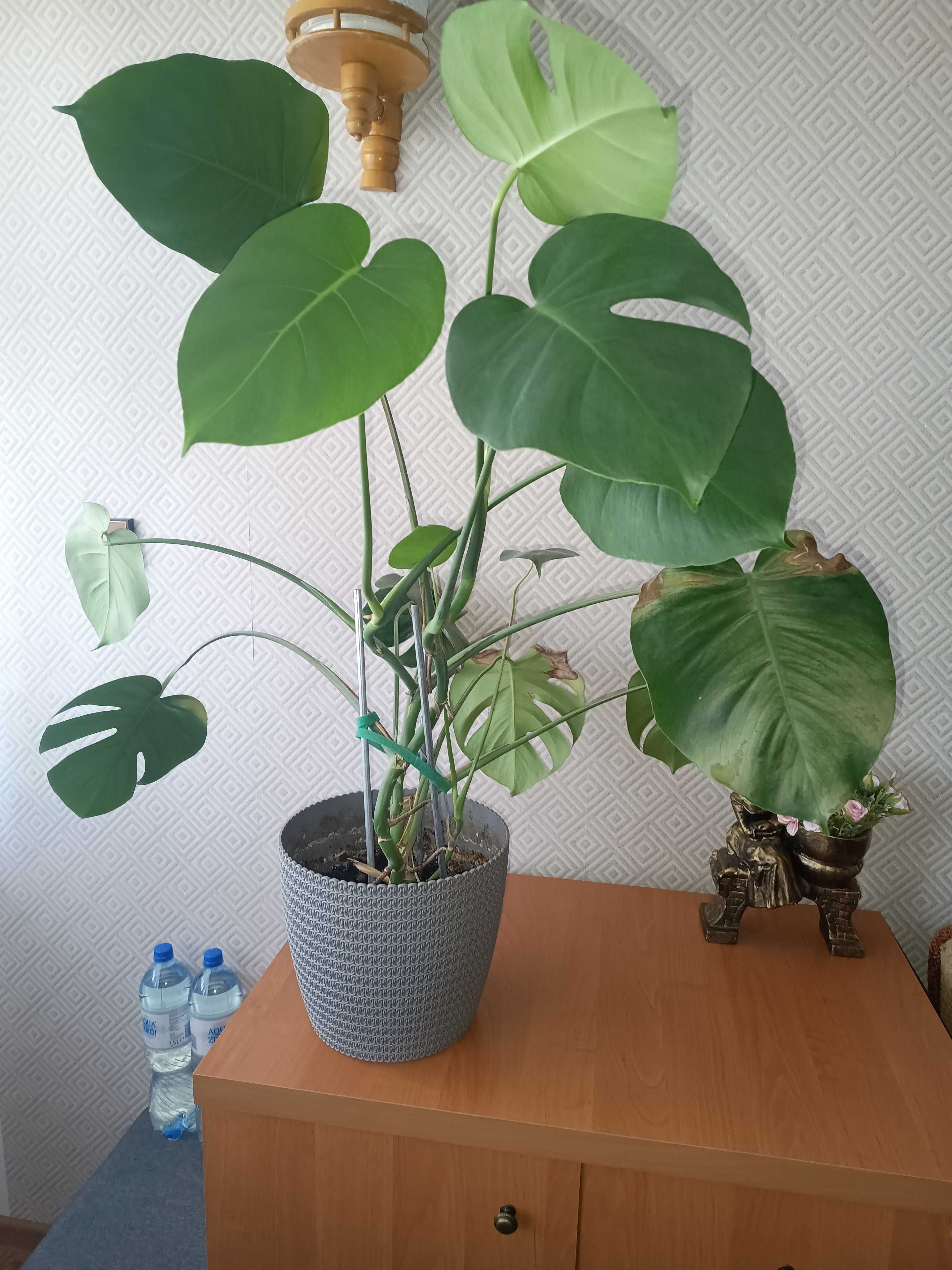 Monstera wysokość 78 cm plus kaktusy i sanserrweria