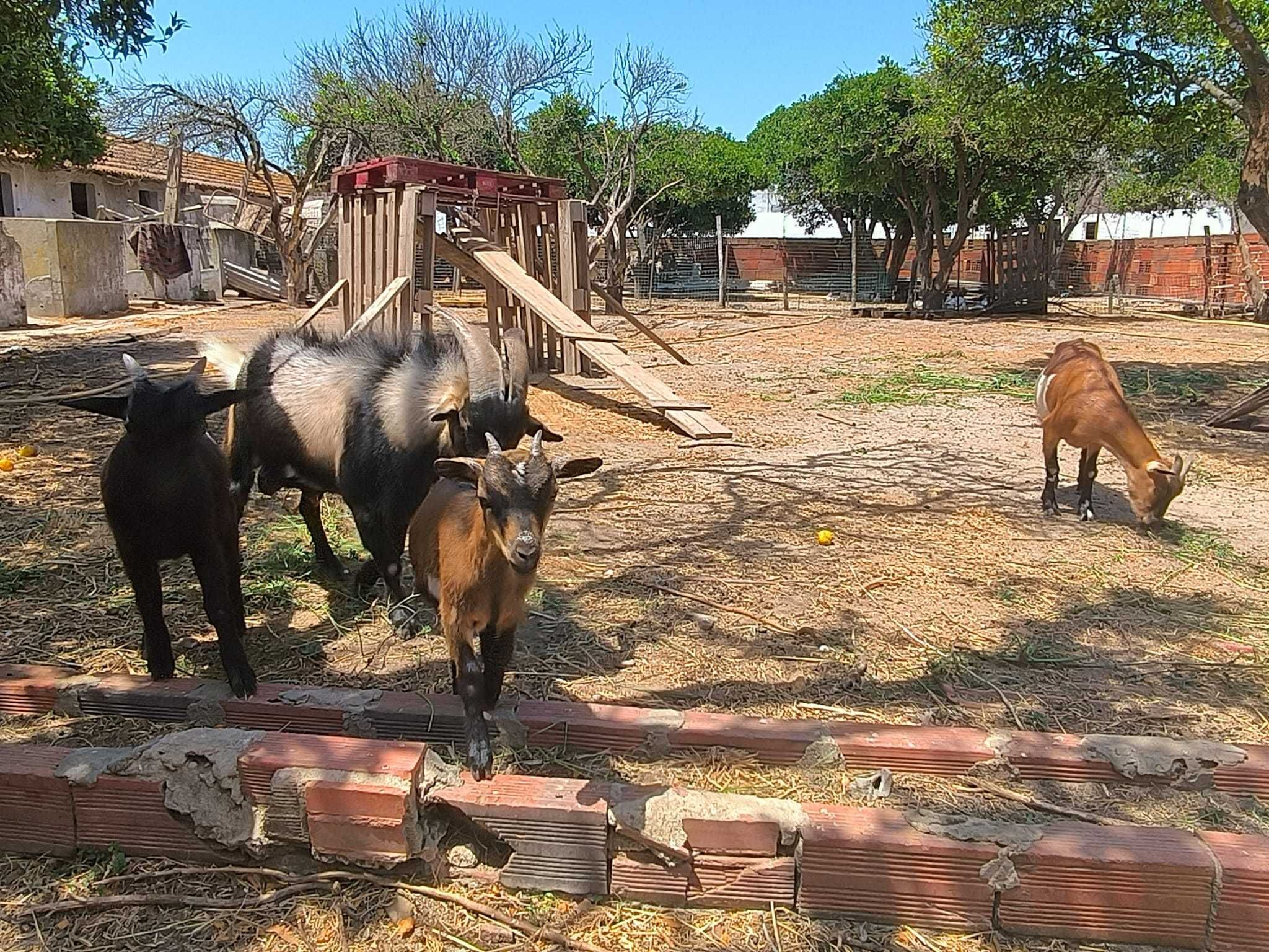 Cabras anãs em família muito sociáveis