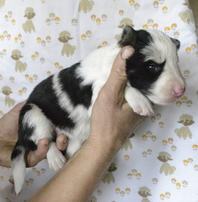 Цуценята Бордер Колли КСУ