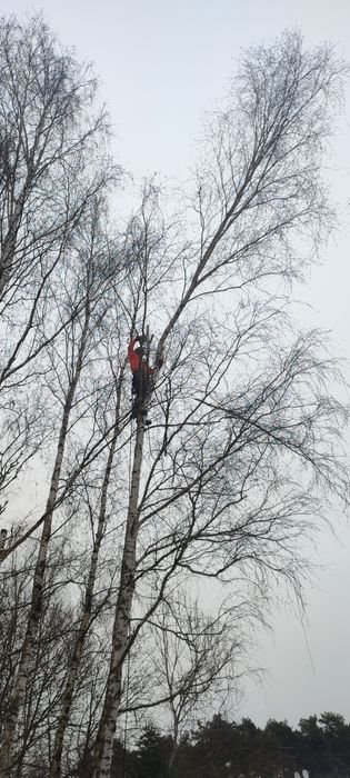 Wycinka drzew, czyszczenie nieużytków, zbieranie liści, koszenie trawy