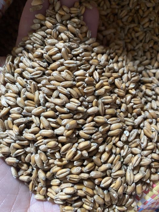 Sprzedam pszenicę i pszenżyto