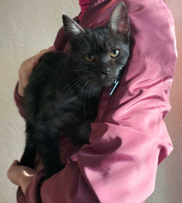 Кошеня шукає дім
