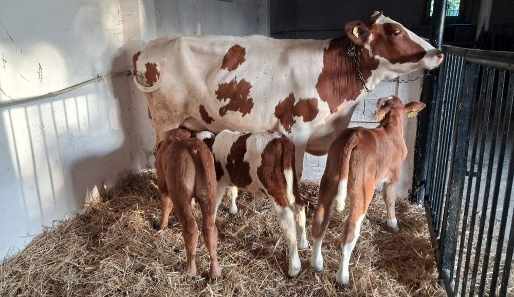 Cielaki mięsne sprzedam