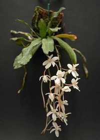 Orquídea Africana em cortiça *Aerangis mystacidii