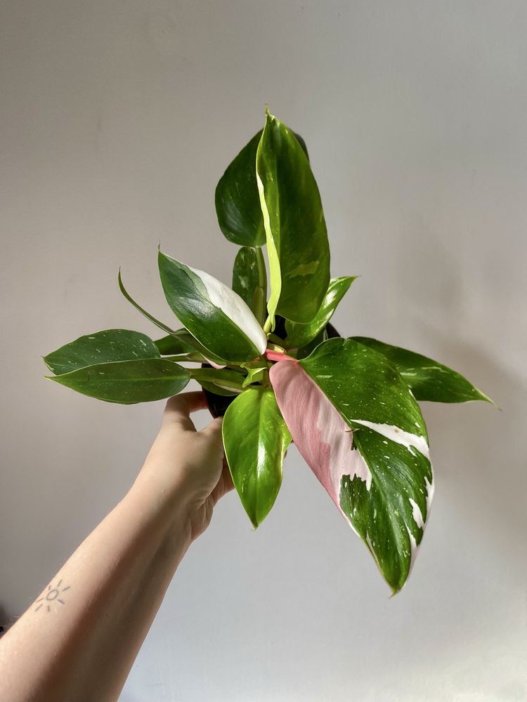 Philodendron pink&white w jednym