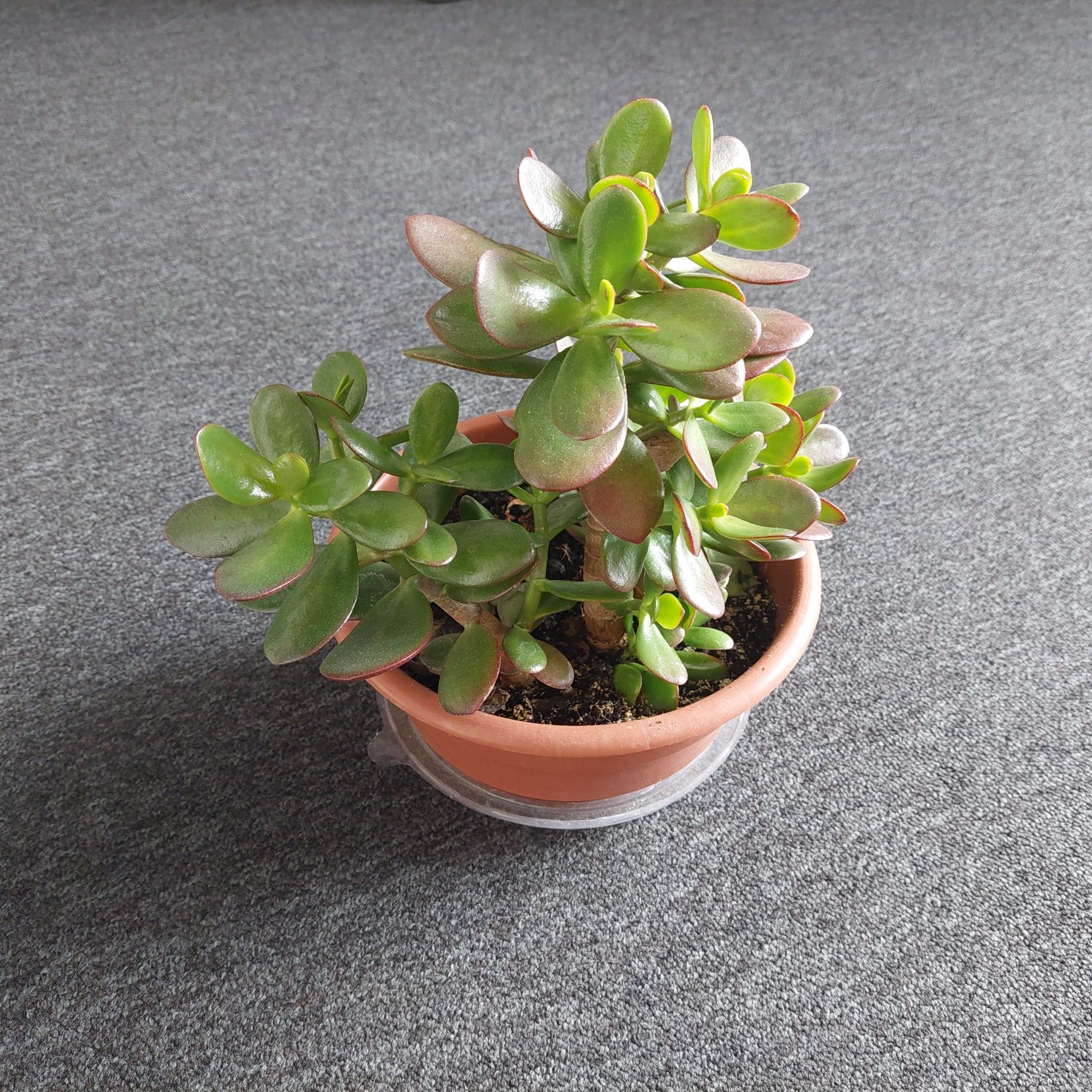 Grubosz, drzewko szczęścia, crassula, pieniążek