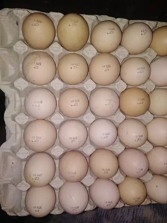 Инкубационное яйцо Чехия
