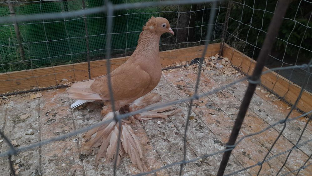 Wyszwanc żółty - gołębie ozdobne