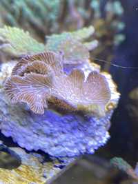 Pavona i Montipora zielona. Koralowiec Szczepki akwarium morskie