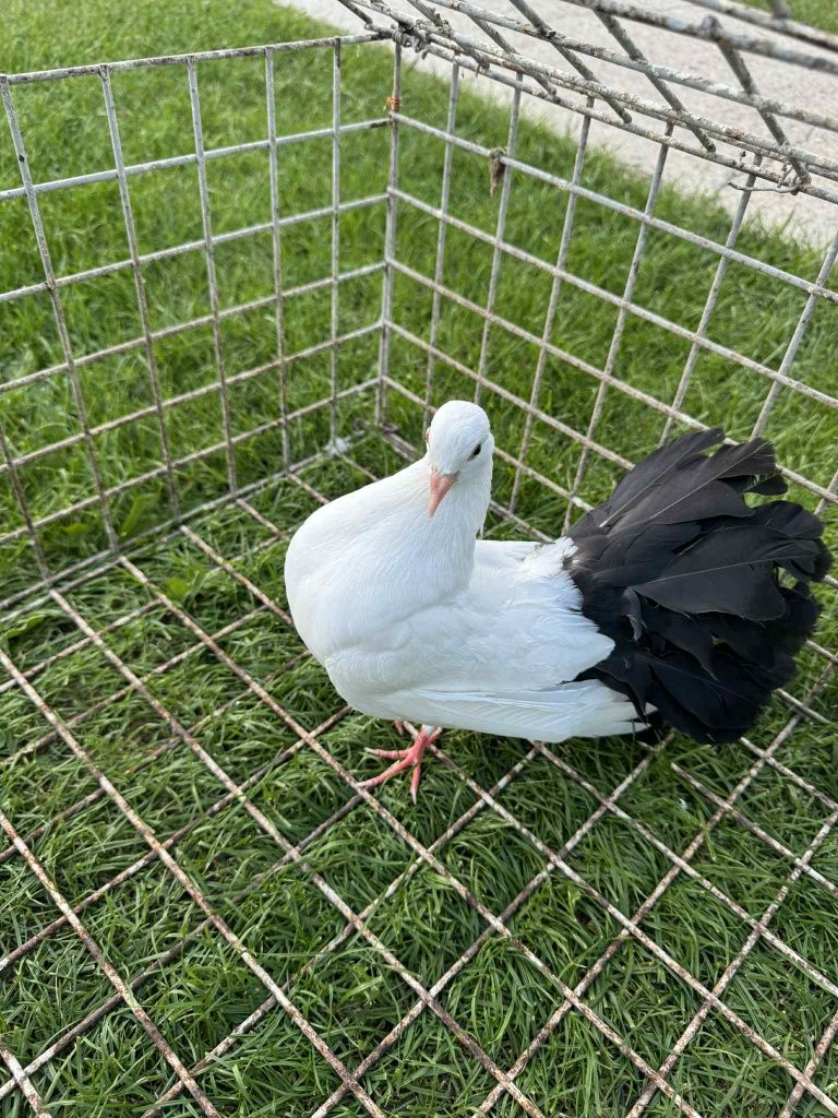 Pawik pawiki gołąb