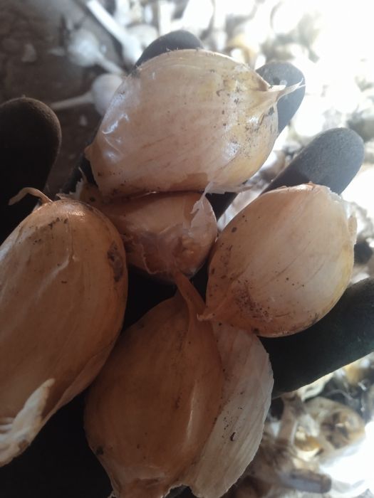 Продам часник рокамболь