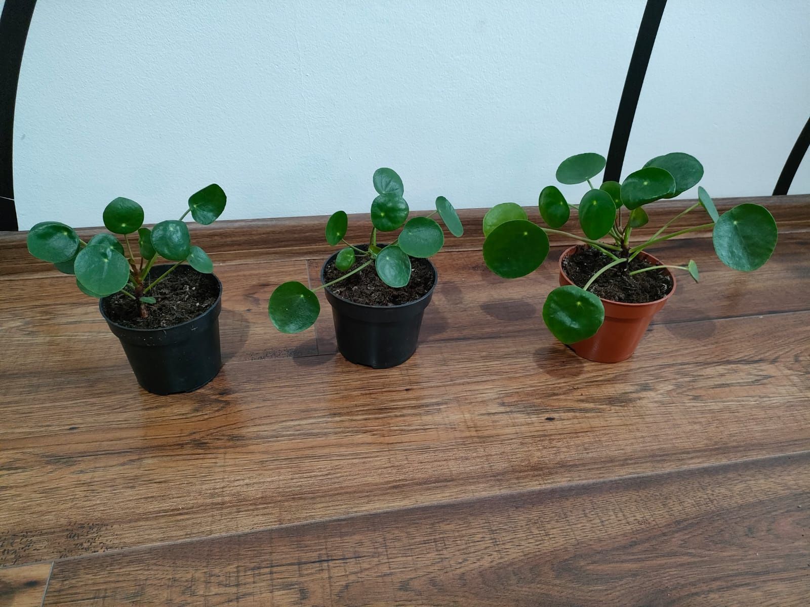 Pilea pieniążek roslina