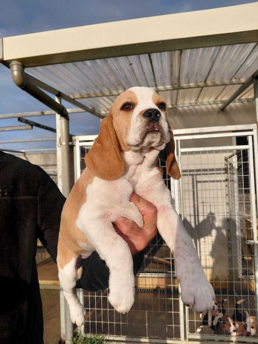 Beagle Bicolor bebé Top