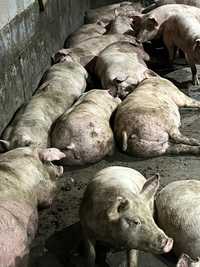 Продам свиней мясных