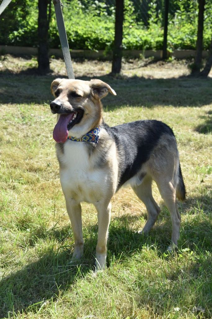 Dinuś do adopcji