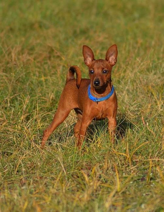 Pinczer miniaturowy ZKwP FCI - piesek przebadany !- pełen import !