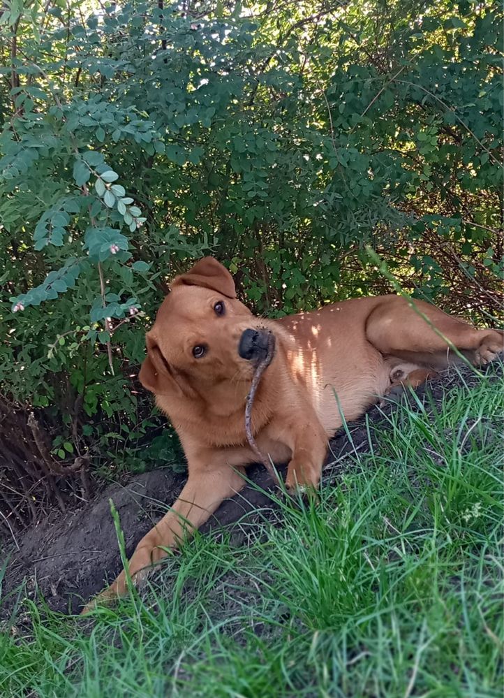 Rocko - młody, kochany pies szuka swojego człowieka