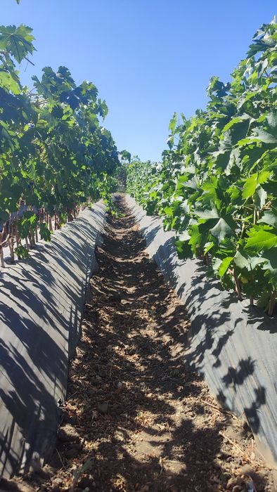 Саджанці винограду опт