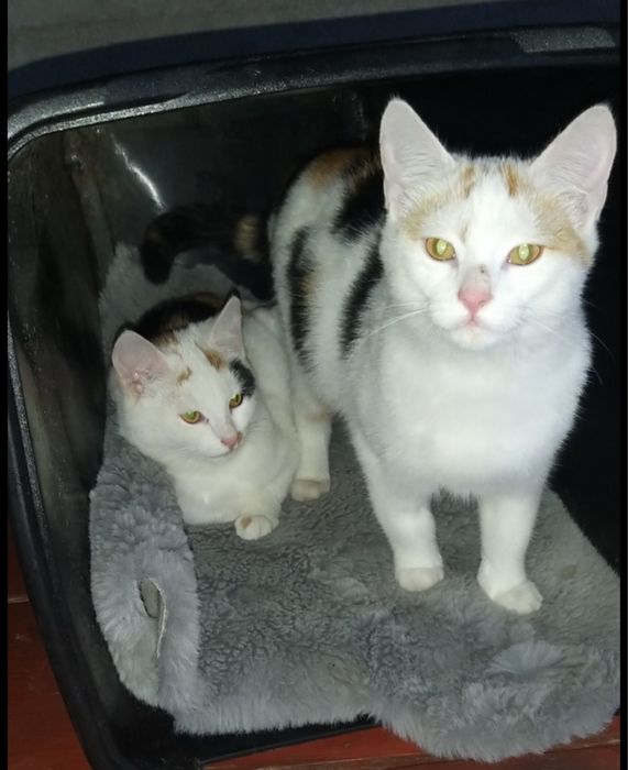 Dwie kotki do adopcji