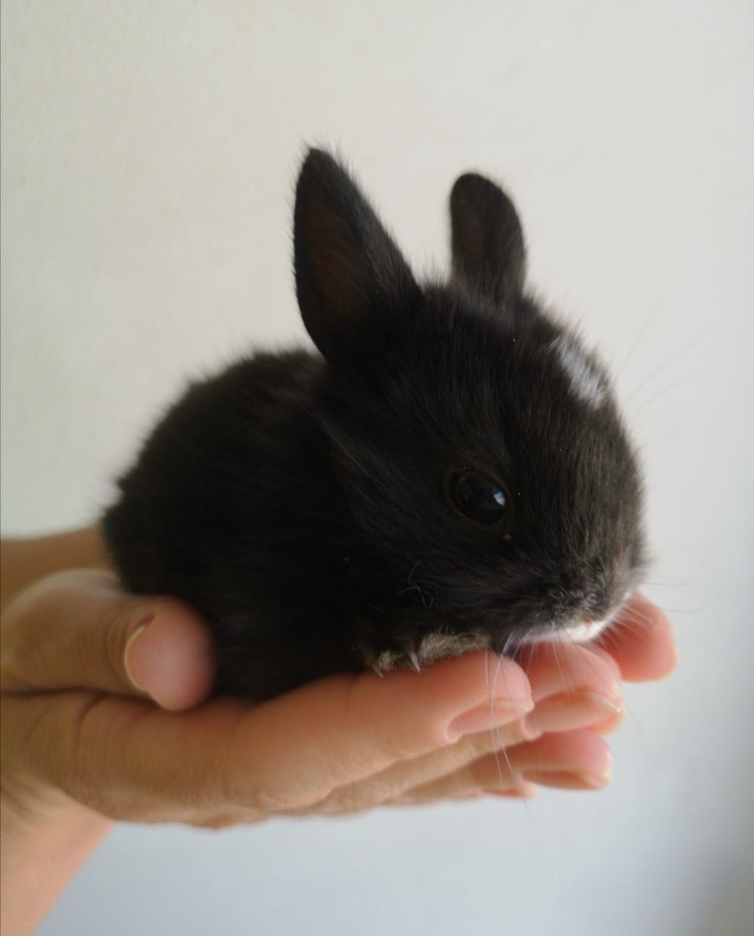 Coelhos anões mini holandês os mais dóceis