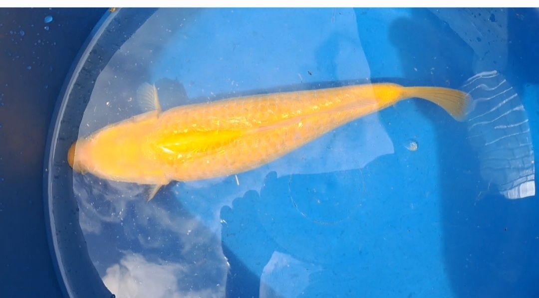 Carpa Ginrin Karashigoi
