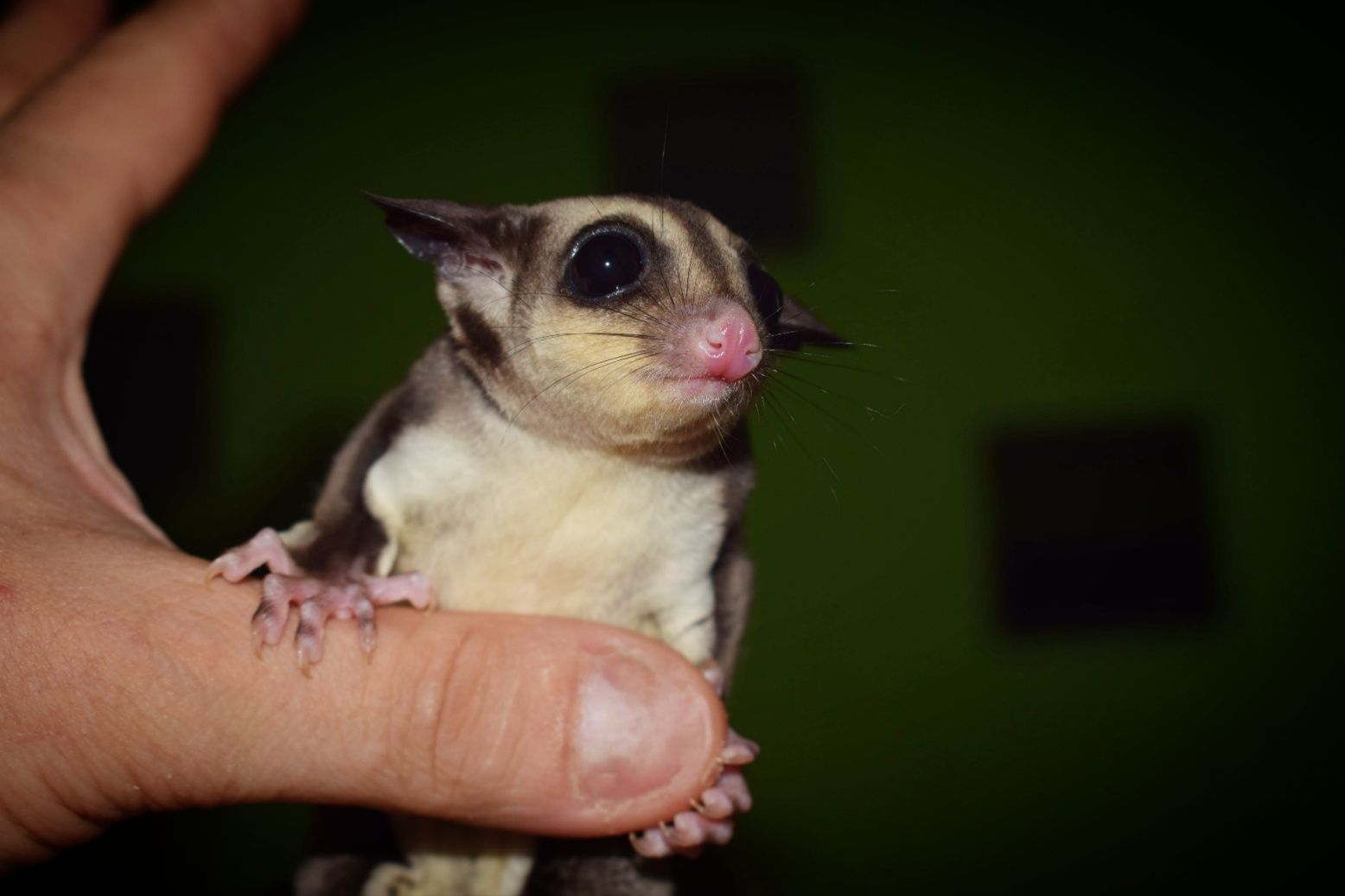 Lotopałanka karłowata, lotopałanki, sugar glider