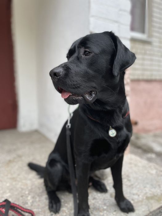 Лабрадор для вязки