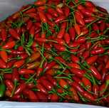 Malaguetas piri piri