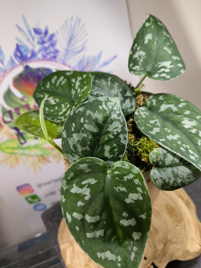 Scindapsus Pictus regress variegata scyndapsus