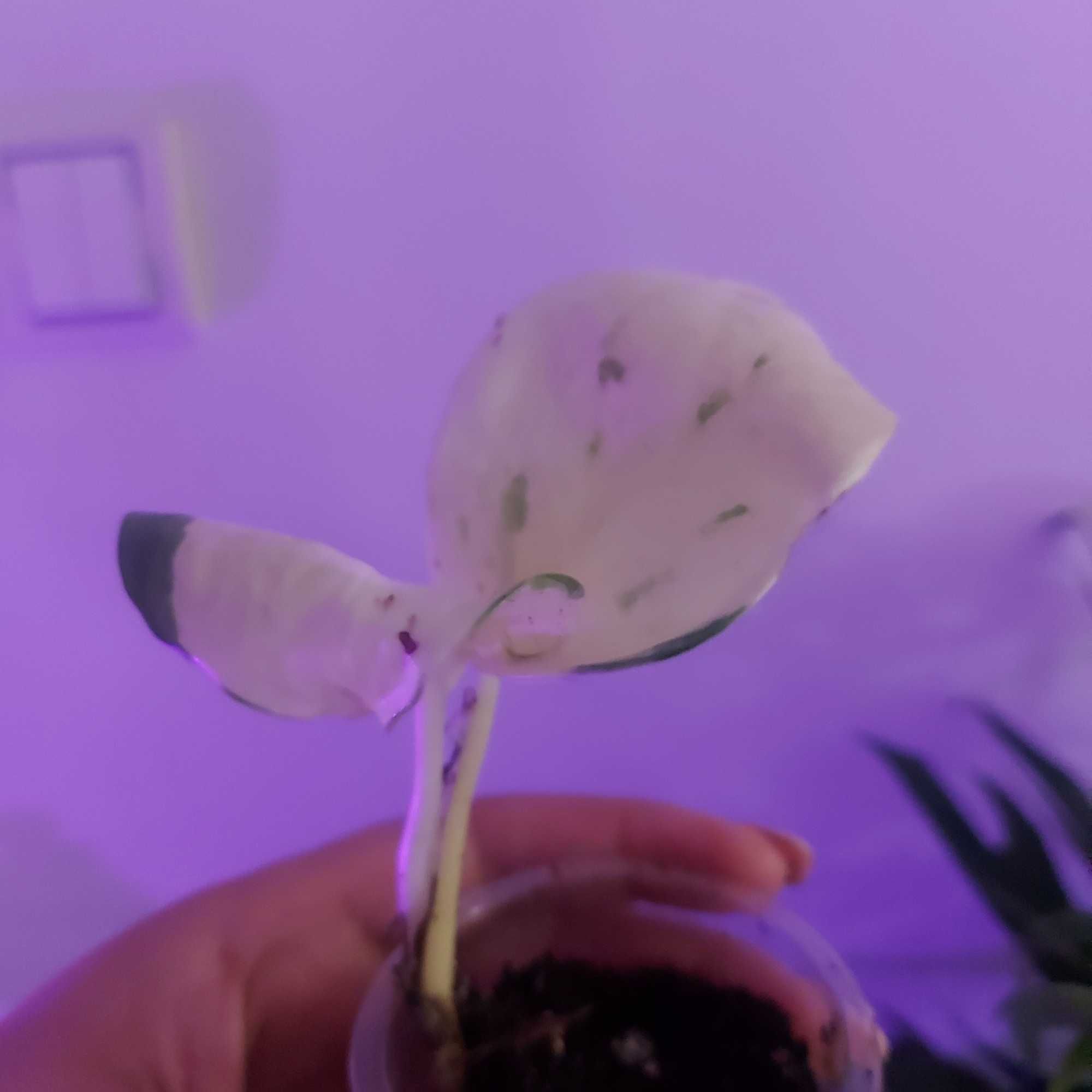 Epipremnum manjula happy leaf