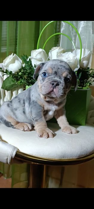 Мальчик лиловое мерле