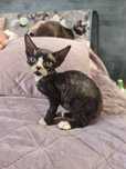 Kocurek Devon Rex – maluszek do rezerwacji! Utytułowani rodzice,