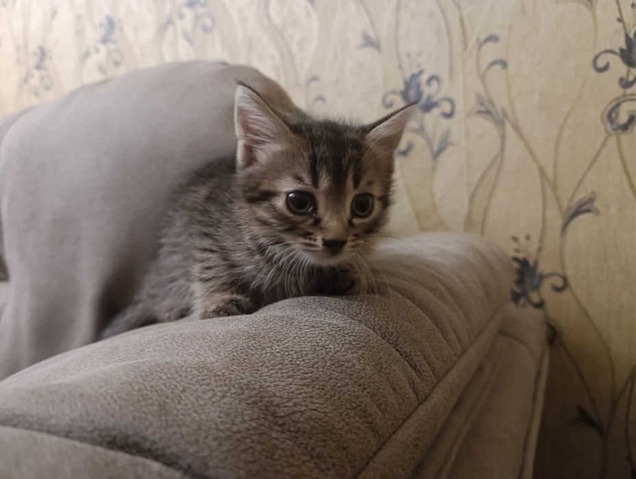 Котенок мальчик, полтора месяца