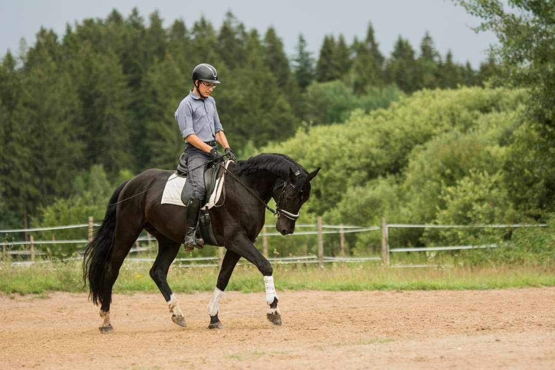 Ogier do dzierżawy