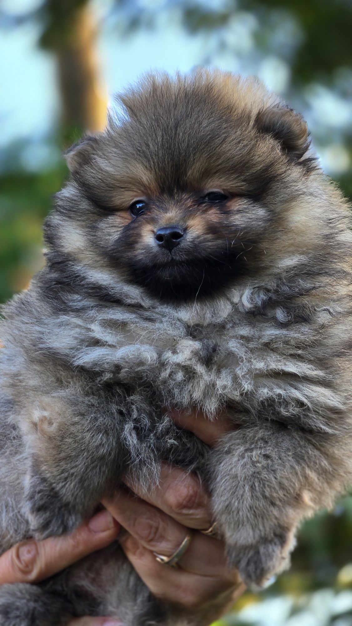 Pomeranian cudowny samczyk