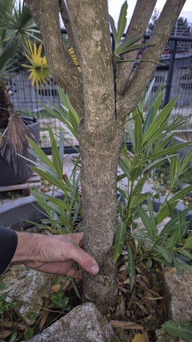 Oleander duże drzewko