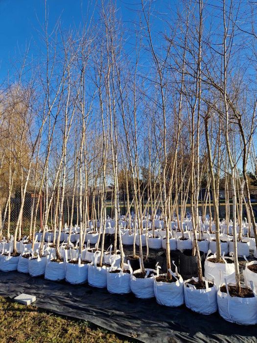 Brzoza brodawkowata obwód pnia 5-16 cm