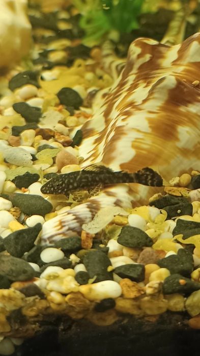 Рибки анцитруси віддам