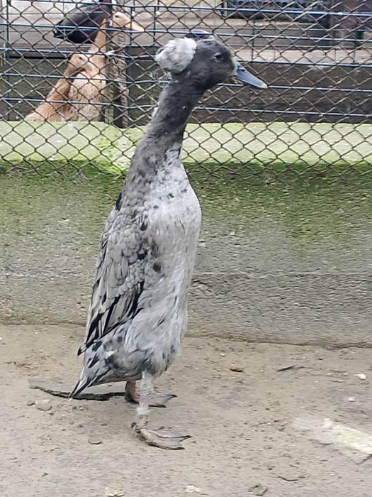 Sprzedam kaczki/kaczorki rasy biegus.Piękna budowa!!!