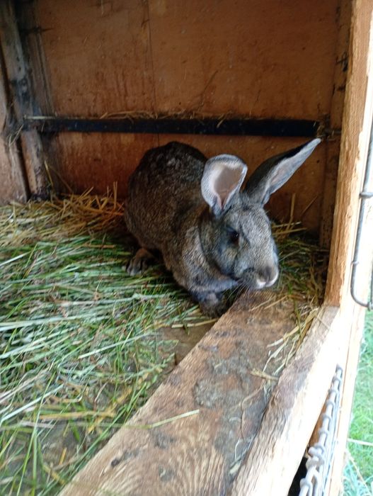 Sprzedam króliki samice, srokacze i nie tylko