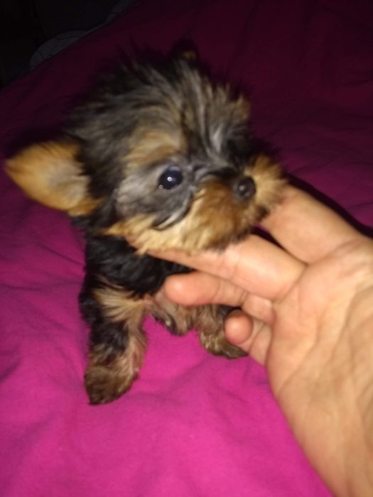 York ,Yorkshire terier miniaturka złoty  piesek