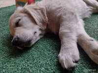 Golden Retriever piesek z rodowodem ZKwP/FCI